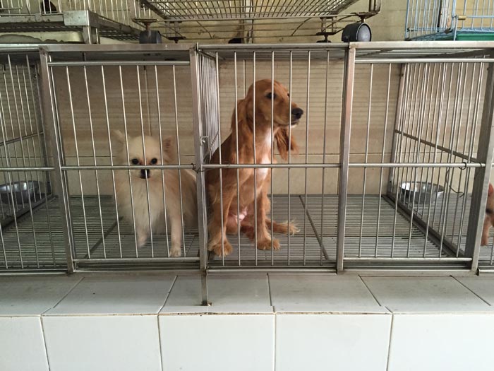 Chi tiền triệu cho thú cưng... nghỉ Tết - 2