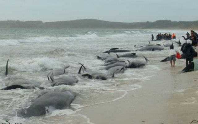 200 cá voi mắc cạn, phơi mình trên bãi biển New Zealand - 1