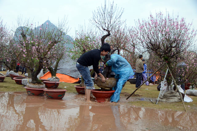 Chợ hoa xuân Hạ Long: Đào, mai tan tác dưới mưa rào - 1