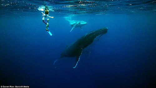 Tình bạn tuyệt vời của những đứa trẻ và cá voi - 4