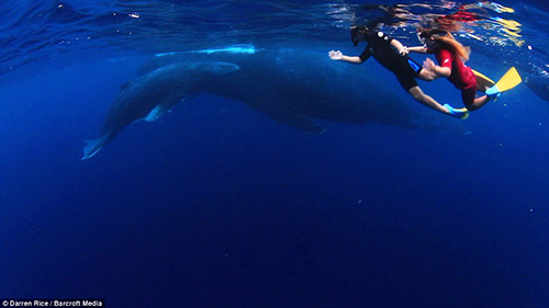 Tình bạn tuyệt vời của những đứa trẻ và cá voi - 3