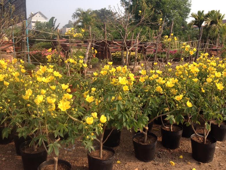 Hoàng mai đăng-mai vàng bông “khủng” chơi Tết giá “mềm” - 2