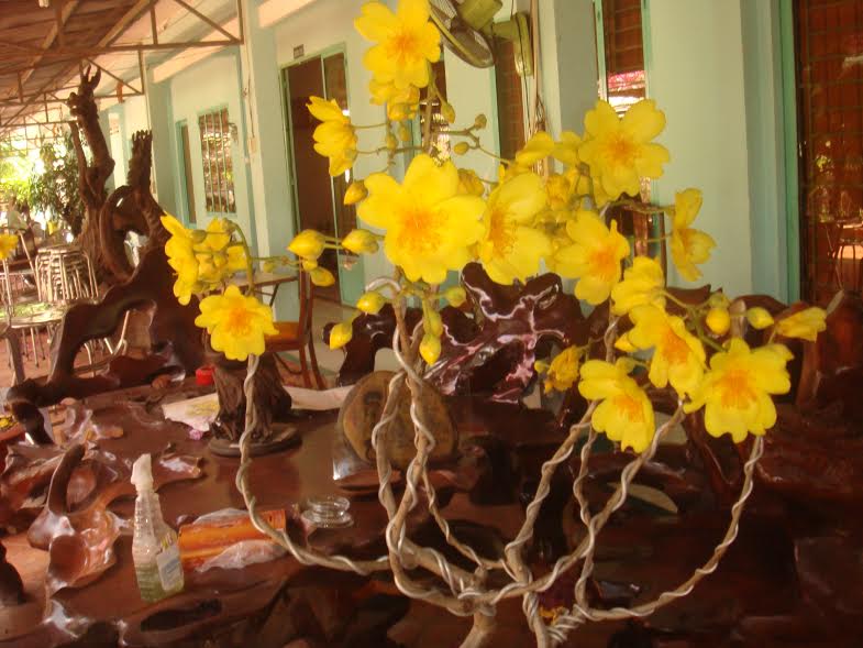 Hoàng mai đăng-mai vàng bông “khủng” chơi Tết giá “mềm” - 3