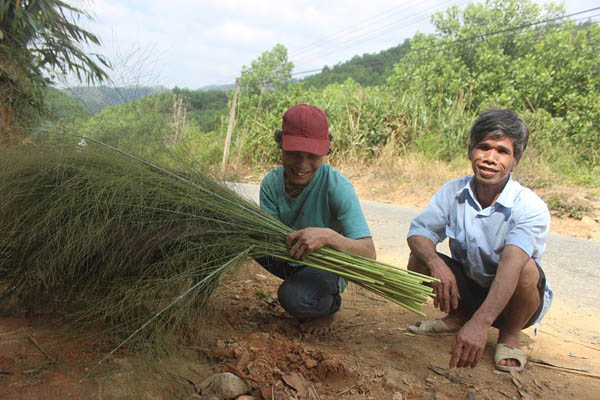 Đổ xô lên rừng hái "lộc Tết" - 5
