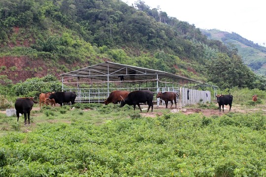 Đột nhập trang trại bò tót lai - 2