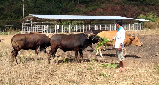 Đột nhập trang trại bò tót lai - 5
