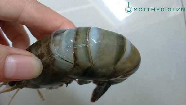 Ảnh phân biệt tôm bơm tạp chất với tôm sạch - 2