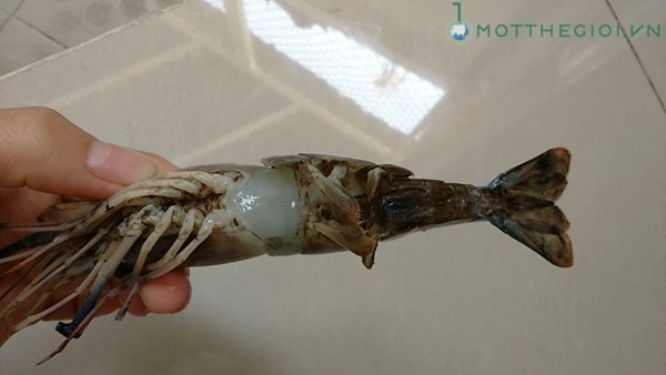 Ảnh phân biệt tôm bơm tạp chất với tôm sạch - 3