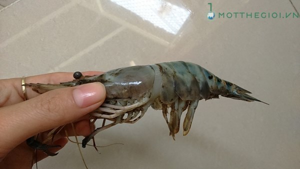 Ảnh phân biệt tôm bơm tạp chất với tôm sạch - 4