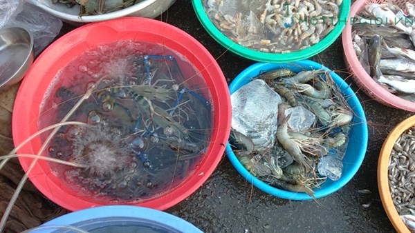 Ảnh phân biệt tôm bơm tạp chất với tôm sạch - 7