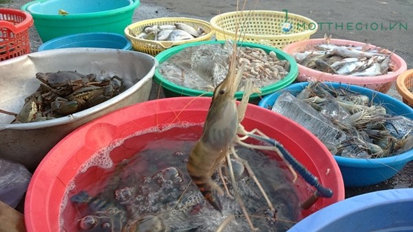 Ảnh phân biệt tôm bơm tạp chất với tôm sạch - 8