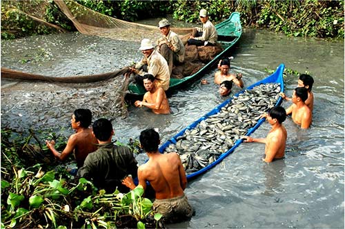 Chùm ảnh: Nông dân Cà Mau chụp đìa cá đồng ngày Tết - 1