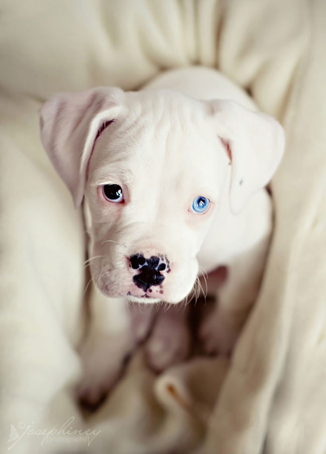 Chú cún với mắt bên phải màu đen, bên trái màu xanh biển đậm.