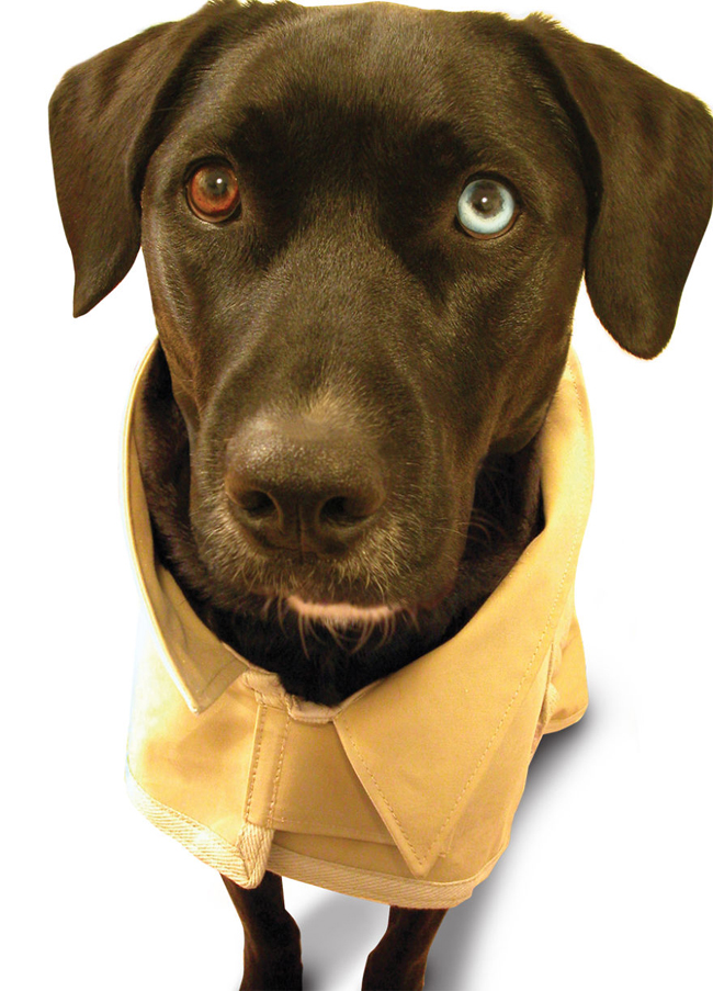 Chú chó lab đen với đôi mắt hai màu ấn tượng