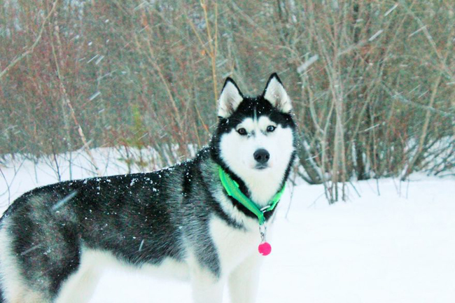 Chú chó Husky với một mắt đen, một mắt xanh.