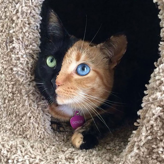 Mèo Venus thu hút được sự chú ý của nhiều người do khuôn mặt vô cùng đặc biệt: một nửa có lông màu đen và mắt màu xanh lá, một nửa lông vàng và mắt màu xanh biển.