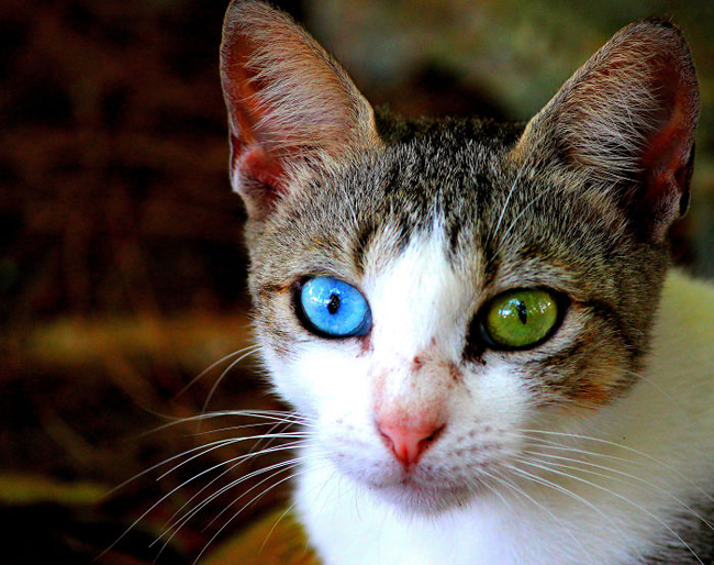 Chú mèo với một mắt màu xanh biển và một mắt màu xanh lá