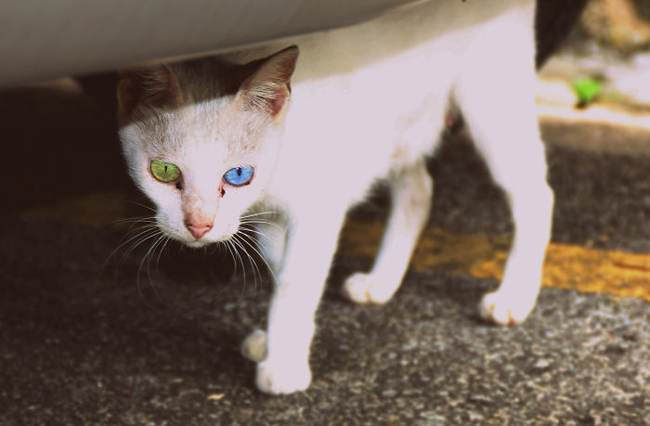 Chú mèo này có đôi mắt hai màu ngược lại.