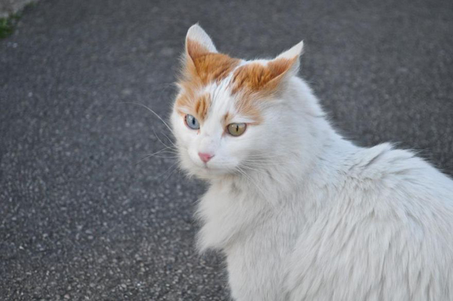 Thêm một chú mèo vô cùng xinh xắn và đáng yêu với đôi mắt hai màu đặc biệt.