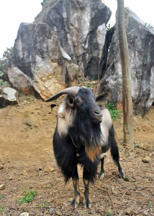 “Cụ” dê vào sới đấu - 2