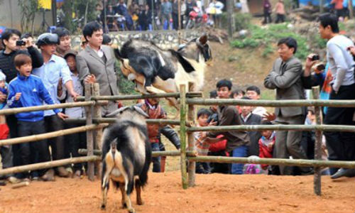 “Cụ” dê vào sới đấu - 3