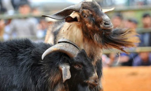 “Cụ” dê vào sới đấu - 4