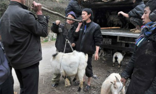 “Cụ” dê vào sới đấu - 5