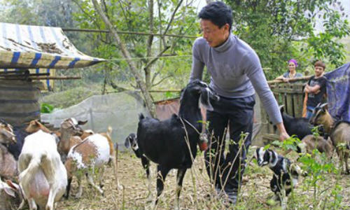 “Cụ” dê vào sới đấu - 7