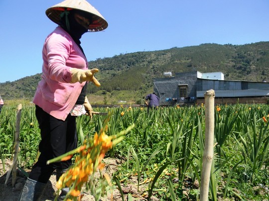 Nông dân cắn răng nhổ hoa lay-ơn cho bò ăn - 2