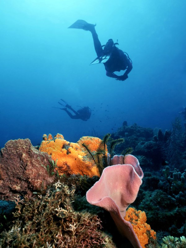 Ngoài khơi Dominica là giới thủy sinh dày đặc và đa dạng về chủng loài. 
