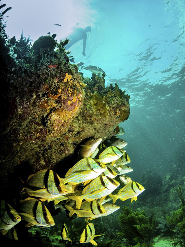4. Cozumel: Sở hữu thế giới dưới đáy biển khá hùng vĩ và đó cũng là lý do rất nhiều các tay lặn chọn Cozumel để trải qua kỳ nghỉ của mình. 
