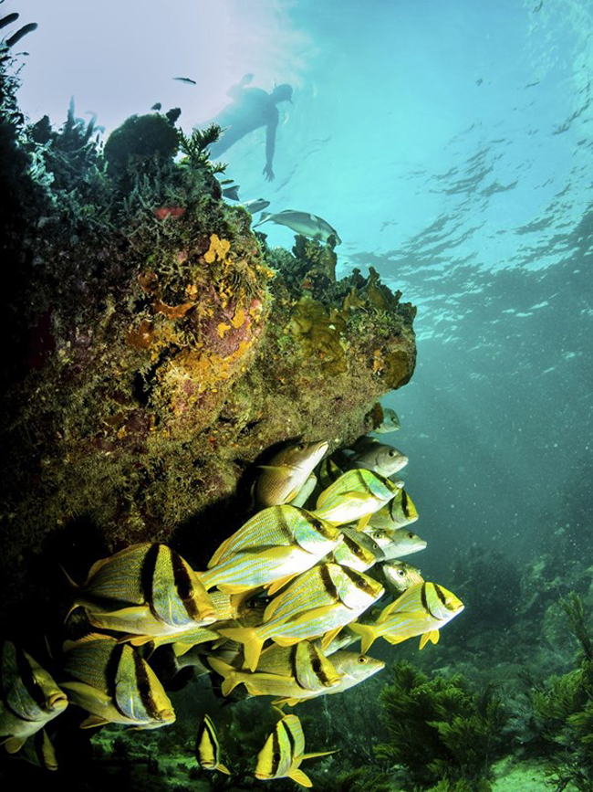 4.&nbsp;Cozumel: Sở hữu thế giới dưới đáy biển khá hùng vĩ và đó cũng là lý do rất nhiều các tay lặn chọn Cozumel để trải qua kỳ nghỉ của mình.&nbsp;
