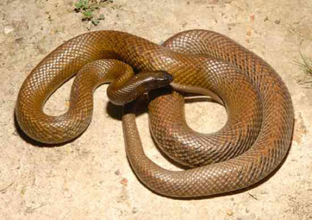 Sự thật về 11 loài rắn cực độc trên thế giới - 1