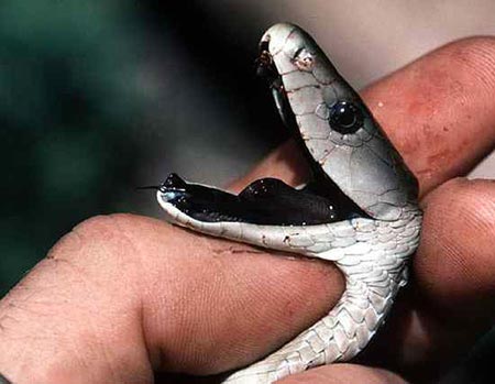 Sự thật về 11 loài rắn cực độc trên thế giới - 1