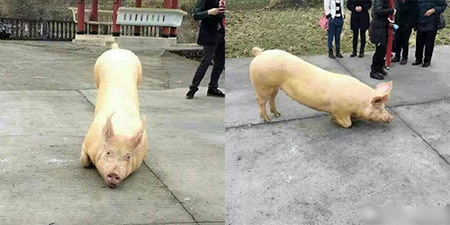 Kì lạ lợn quỳ lạy trước cửa Phật - 1