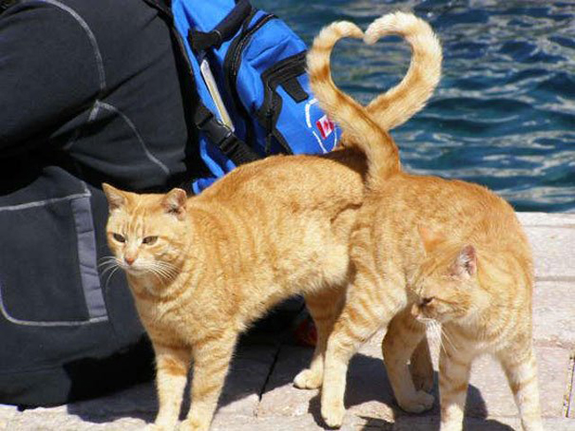 Khi mèo thể hiện tình yêu!