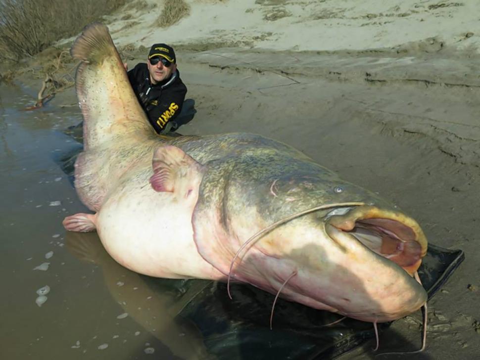 Ý: Bắt được “thủy quái” khổng lồ nặng 127 kg - 1