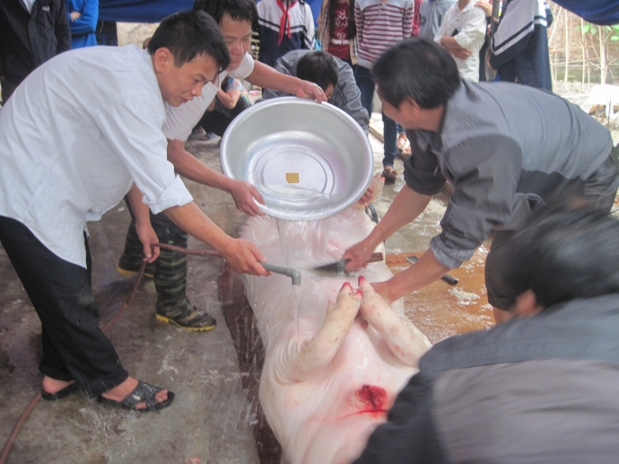 Chuyện mắc màn nuôi “ông lợn” ở một làng quê Hà Nội - 2