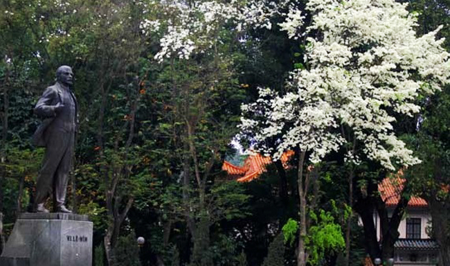 Những ngày này, trên những con phố như Hoàng Hoa Thám, Phan Đình Phùng, Điện Biên Phủ, công viên Lê Nin..., bạn không khỏi ngỡ ngàng bởi vẻ đẹp tinh khôi của những cây sưa đã nở hoa trắng muốt.
