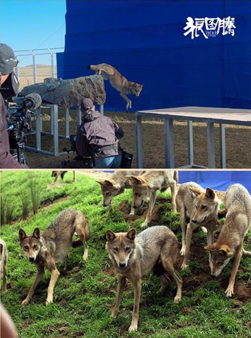 Khám phá đoàn phim "sống chung" với 35 chú sói - 5