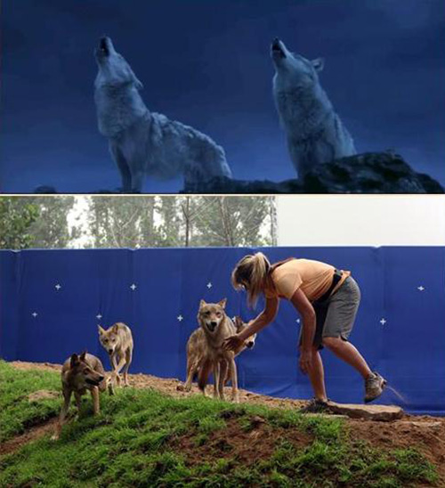 Khám phá đoàn phim "sống chung" với 35 chú sói - 4