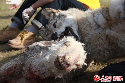 Khám phá đoàn phim "sống chung" với 35 chú sói - 4