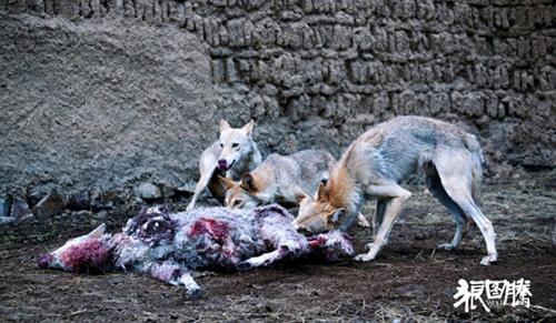 Khám phá đoàn phim "sống chung" với 35 chú sói - 3