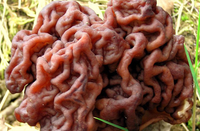 Nấm Morchella có hình dáng giộng bộ não người.














