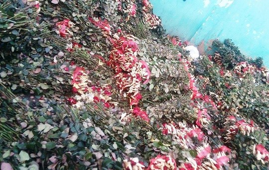 Sau 8.3, hàng tấn hoa hồng thành “núi” rác - 1