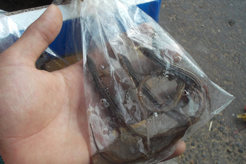 LẠ: Chợ côn trùng “mini” 30m2 giữa lòng Sài Gòn - 5