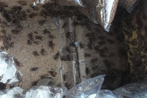 LẠ: Chợ côn trùng “mini” 30m2 giữa lòng Sài Gòn - 2