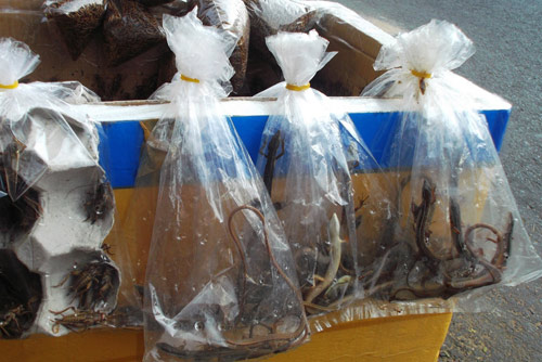 LẠ: Chợ côn trùng “mini” 30m2 giữa lòng Sài Gòn - 6