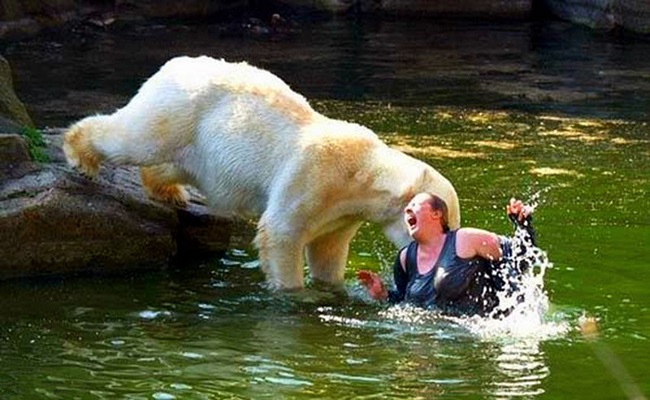 Chú gấu trắng tưởng người phụ nữ này là mẹ mình chăng?