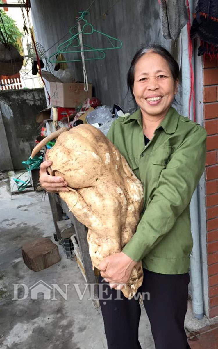 Đi tưới rau, đào được củ đậu “khủng” 15kg - 1